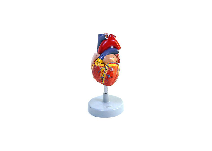 Серце людини